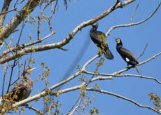 La Guida - Approvato il Piano di contenimento del cormorano