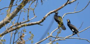 Approvato il Piano di contenimento del cormorano La Guida - Approvato il Piano di contenimento del cormorano