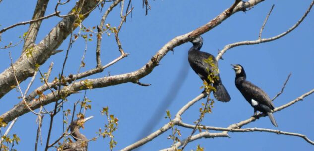 La Guida - Approvato il Piano di contenimento del cormorano