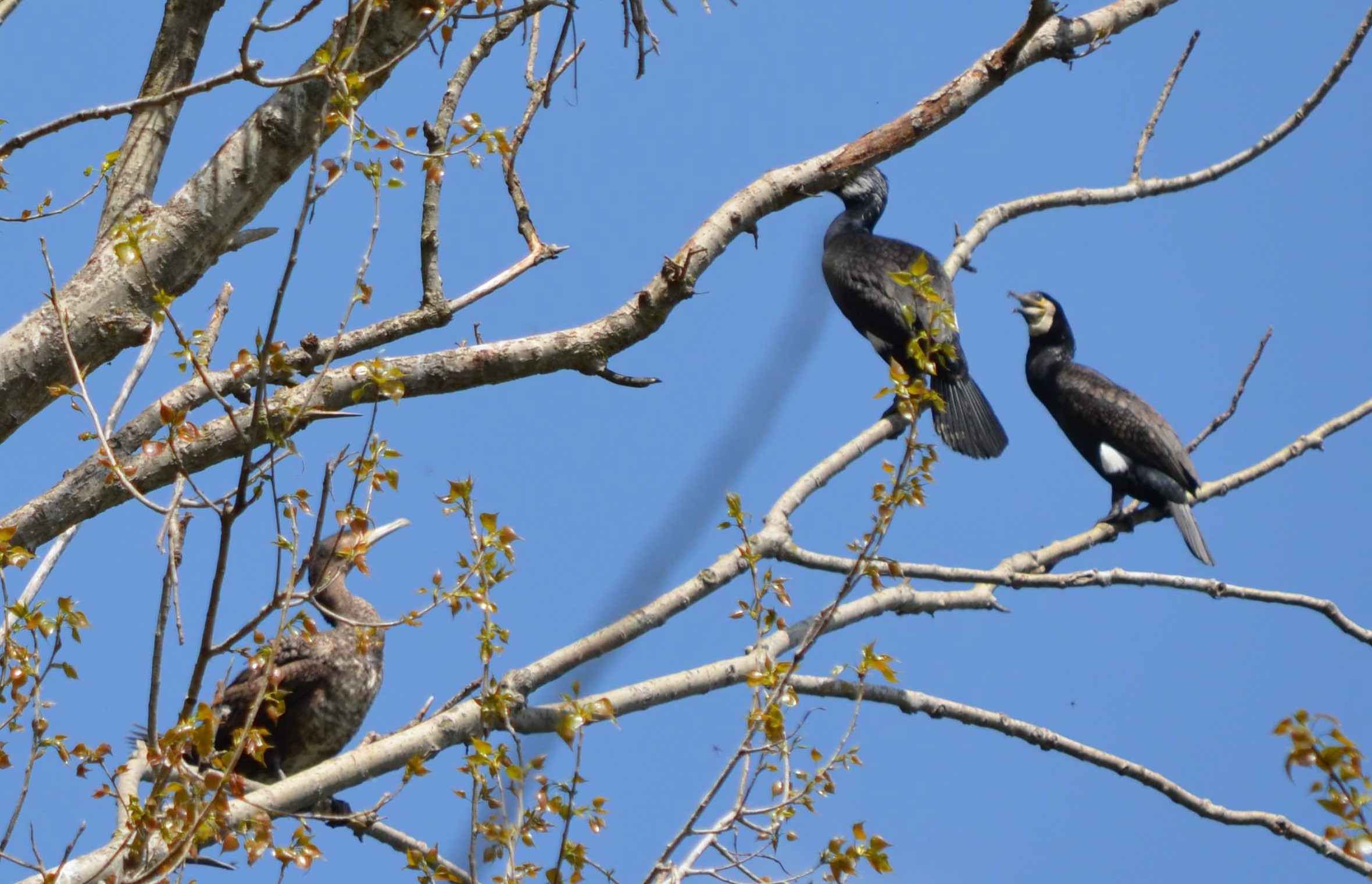 cormorano