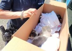 La Guida - Quattro gattini salvati dalla Polizia Municipale di Borgo San Dalmazzo