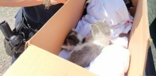 La Guida - Quattro gattini salvati dalla Polizia Municipale di Borgo San Dalmazzo