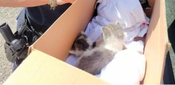 La Guida - Quattro gattini salvati dalla Polizia Municipale di Borgo San Dalmazzo