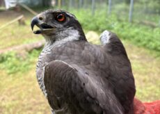 La Guida - Liberato un astore maschio recuperato dal Cras di Bernezzo