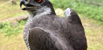 La Guida - Liberato un astore maschio recuperato dal Cras di Bernezzo