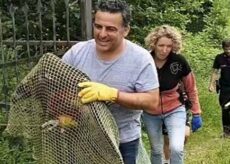 La Guida - Soccorso a Sampeyre un avvoltoio monaco, il più grande rapace europeo