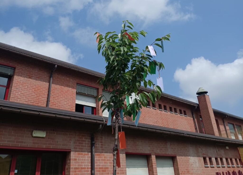 Boves fine anno scolastico albero