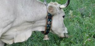 La Guida - Oncino, il sindaco ordine l’interramento di un bovino folgorato