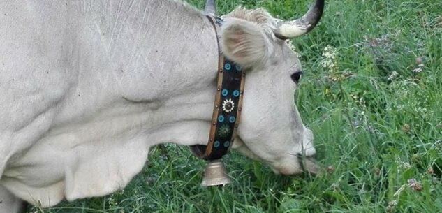 La Guida - Oncino, il sindaco ordine l’interramento di un bovino folgorato