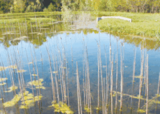 La Guida - Le piante acquatiche nel bosco di Sant’Anselmo