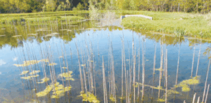 Le piante acquatiche nel bosco di Sant’Anselmo La Guida - Le piante acquatiche nel bosco di Sant’Anselmo