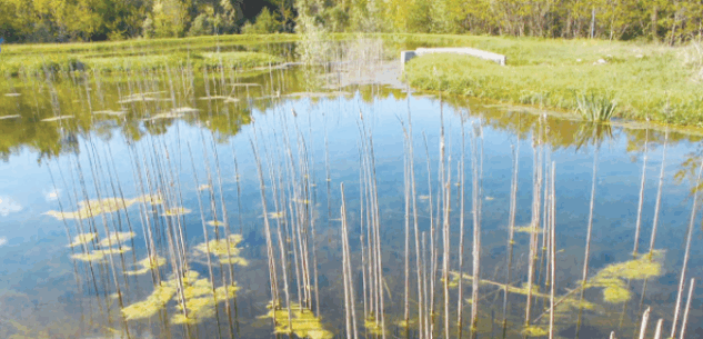 La Guida - Le piante acquatiche nel bosco di Sant’Anselmo