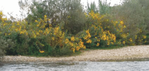 La Guida - Preoccupazioni e interventi per contenere le esondazioni dello Stura