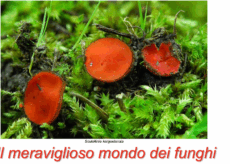 La Guida - Funghi e biodiversità, incontro nella sede della Lipu di Cuneo