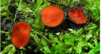 La Guida - Funghi e biodiversità, incontro nella sede della Lipu di Cuneo
