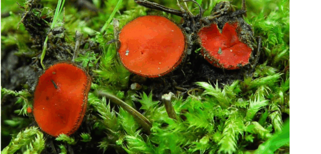 La Guida - Funghi e biodiversità, incontro nella sede della Lipu di Cuneo