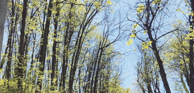 La Guida - La Bealera del diavolo, un tracciato che collega la Valle Corsaglia e Bossea