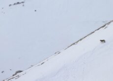 La Guida - Wildlife: fauna e conservazione nelle Alpi Marittime