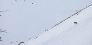 La Guida - Wildlife: fauna e conservazione nelle Alpi Marittime