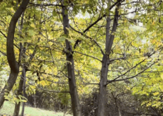 La Guida - Bosco della Nova, castagni secolari e biodiversità nel cuore di Mondovì