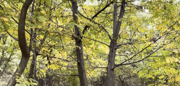 Bosco della Nova, castagni secolari e biodiversità nel cuore di Mondovì La Guida - Bosco della Nova, castagni secolari e biodiversità nel cuore di Mondovì