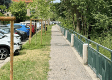 La Guida - Cuneo, conclusi i lavori in corso Solaro con 24 nuovi platani