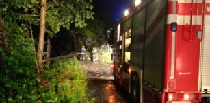 La Guida - Temporale, a Peveragno un albero precipita sulla strada