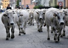 La Guida - Niente transumanza a Crissolo i fine settimana ed i giorni festivi