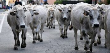 La Guida - Niente transumanza a Crissolo i fine settimana ed i giorni festivi