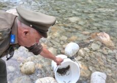 La Guida - Fipsas Cuneo ed Estate ragazzi: 10.000 avannotti di trota marmorata per il ripopolamento di Gesso e Stura