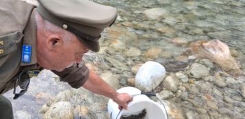 La Guida - Fipsas Cuneo ed Estate ragazzi: 10.000 avannotti di trota marmorata per il ripopolamento di Gesso e Stura