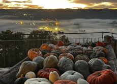 La Guida - La Fiera della zucca di Piozzo diventa “nazionale”