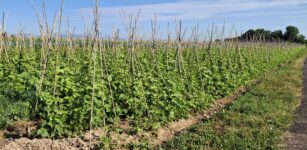 La Guida - Al via il mercato dei fagioli a Boves