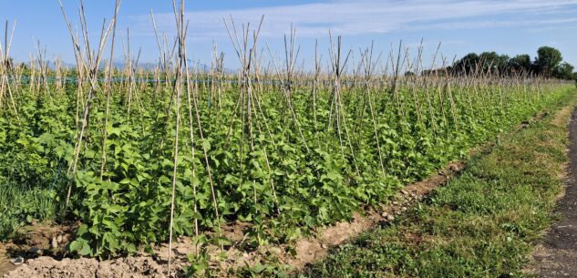 La Guida - Al via il mercato dei fagioli a Boves