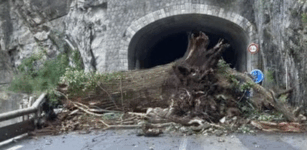 Valle Roya: rimosso l’albero, la strada è tornata percorribile La Guida - Valle Roya: rimosso l’albero, la strada è tornata percorribile