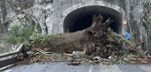 Valle Roya: rimosso l’albero, la strada è tornata percorribile La Guida - Valle Roya: rimosso l’albero, la strada è tornata percorribile