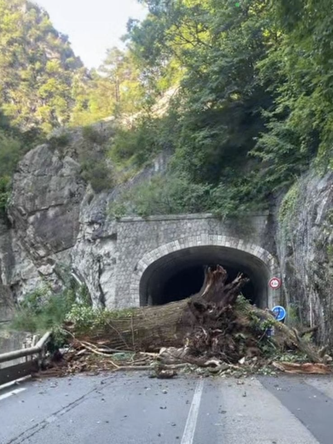 Albero caduto in Valle Roya