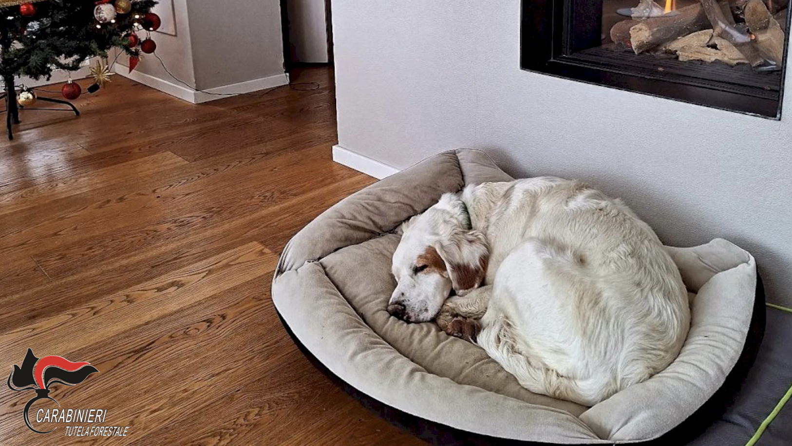 Castellinaldo d'Alba - cane Ted ucciso con colpo di fucile