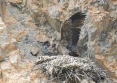 La Guida - “Soffio”, scelto il nome del piccolo gipeto della Valle Maira
