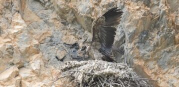 La Guida - “Soffio”, scelto il nome del piccolo gipeto della Valle Maira