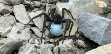 La Guida - Lo studio e la conservazione del ragno lupo: studenti universitari nel parco Alpi Marittime