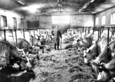La Guida - Ritorna il concorso fotografico “La mia Piemontese”