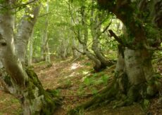 La Guida - Escursione guidata al Bosco del Bandito