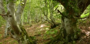 La Guida - Escursione guidata al Bosco del Bandito