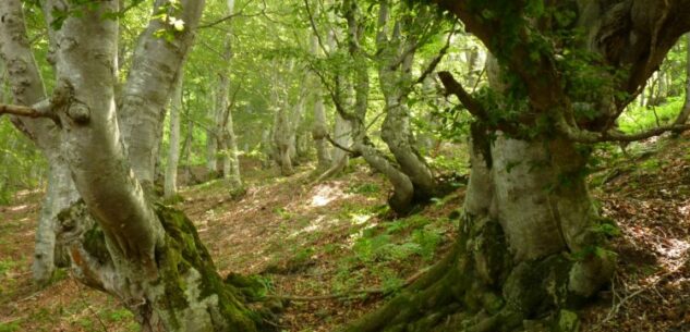 La Guida - Escursione guidata al Bosco del Bandito