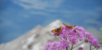 La Guida - Un bioblitz “a caccia” di farfalle in alta Valle Po