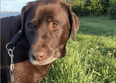 La Guida - Gestione responsabile dei cani, a 13 Comuni un contributo dalla Regione