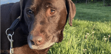 La Guida - Gestione responsabile dei cani, a 13 Comuni un contributo dalla Regione