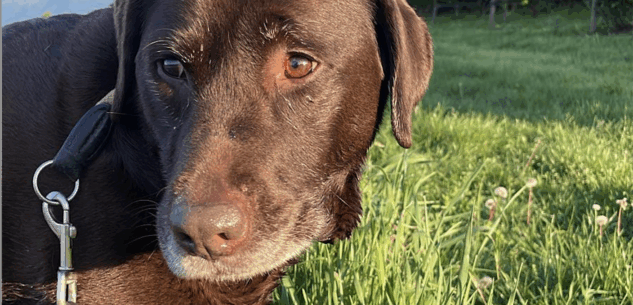 La Guida - Gestione responsabile dei cani, a 13 Comuni un contributo dalla Regione