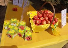 La Guida - Avviata la raccolta delle mele in Piemonte